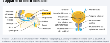 Appareil urinaire masculin