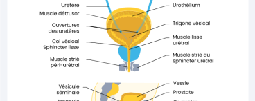 Appareil urinaire masculin