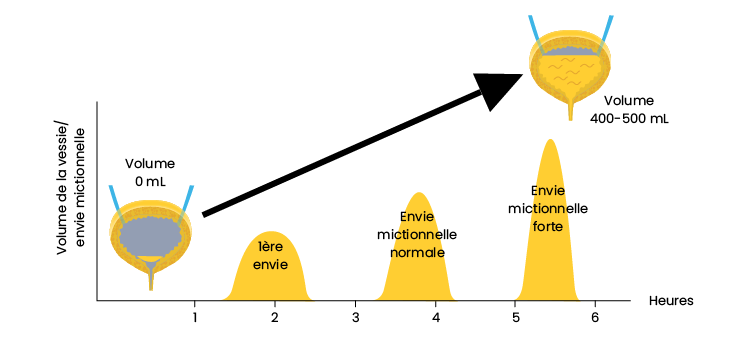 La vidange ou élimination de l’urine