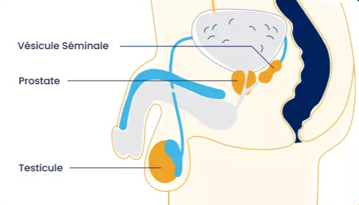 schéma de la prostate pour hypertrophie prostatique ou hypertrophie bénigne de la prostate