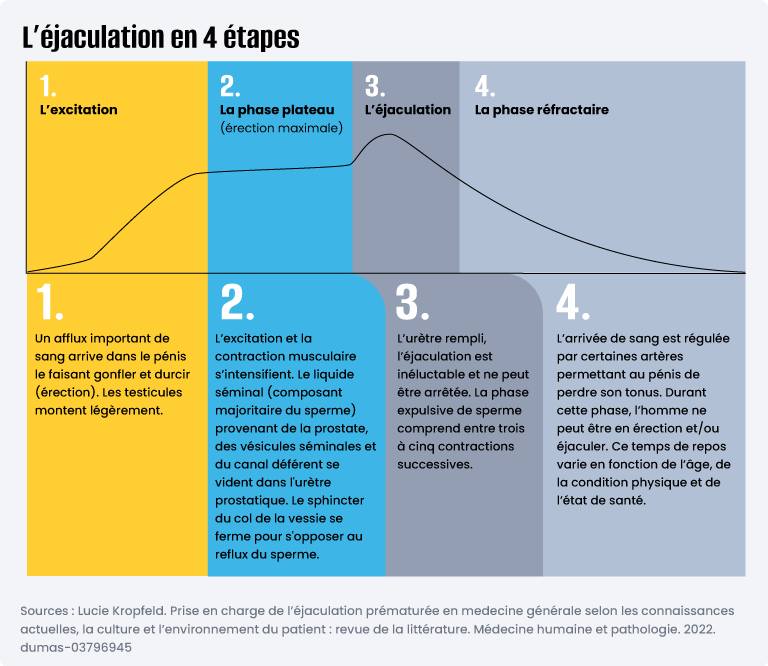 L’érection et l’éjaculation en 4 étapes