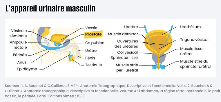 l’appareil urinaire masculin et la prostate.